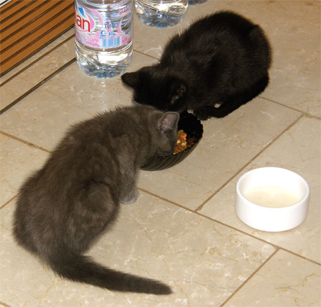 «first lunch»